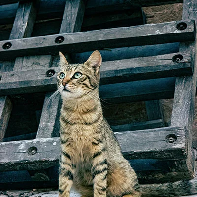 隐匿与灵活之争：Trojan与V2Ray深度解析与实战指南